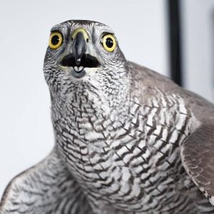 What! A Flash Sale!?